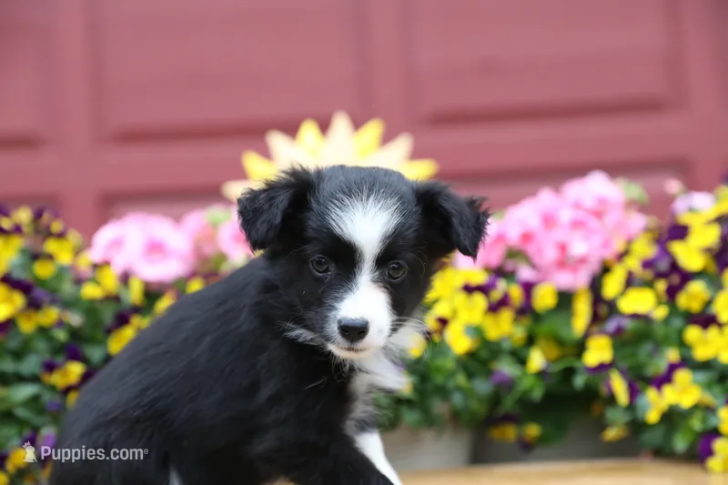 Char-Lynne's Black Bi Girl #1 – Toy Australian Shepherd puppy for sale in Westfield, MA