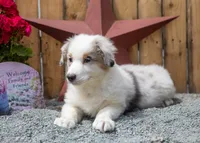 Vegas's blue girl, a female Australian Shepherd for sale in Westfield, MA – 10 of 10