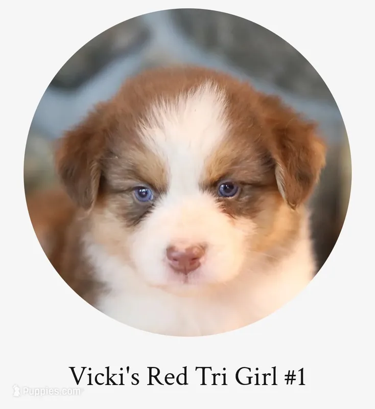 Vicki's red tri girl #1  – Australian Shepherd puppy for sale in Westfield, MA