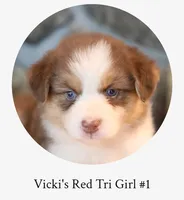 Vicki's red tri girl #1 , a female Australian Shepherd for sale in Westfield, MA – 1 of 3