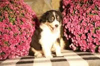 Luna's black tri girl #1, a female Australian Shepherd for sale in Westfield, MA – 6 of 7