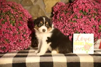 Luna's Black Tri Boy #2, a male Australian Shepherd for sale in Westfield, MA – 4 of 10