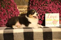 Luna's Black Tri Boy #2, a male Australian Shepherd for sale in Westfield, MA – 10 of 10