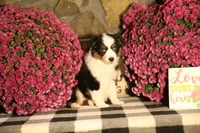Misty's tri girl #1, a female Australian Shepherd for sale in Westfield, MA – 2 of 10