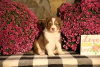 Luna's Red Tri Boy, a male Australian Shepherd for sale in Westfield, MA – 2 of 9