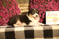 Luna's Black Tri Boy #2, a male Australian Shepherd for sale in Westfield, MA – 6 of 10