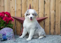 Vegas's Blue Merle Boy, a male Australian Shepherd for sale in Westfield, MA – 3 of 10