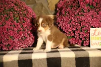 Luna's Red Tri Boy, a male Australian Shepherd for sale in Westfield, MA – 8 of 9