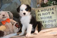 Patti's Black Tri Boy, a male Australian Shepherd for sale in Westfield, MA – 5 of 10