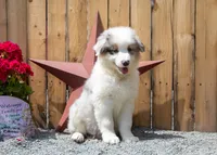 Vegas's Blue Merle Boy, a male Australian Shepherd for sale in Westfield, MA – 10 of 10