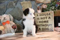 Patti's Black Tri Boy, a male Australian Shepherd for sale in Westfield, MA – 9 of 10