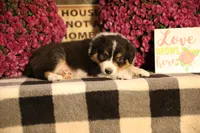 Luna's Black Tri Boy #2, a male Australian Shepherd for sale in Westfield, MA – 8 of 10