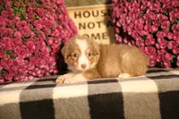 Luna's Red Tri Girl #1, a female Australian Shepherd for sale in Westfield, MA – 10 of 10