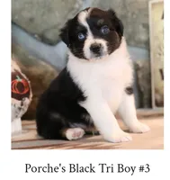 Porche's black tri boy #3, a male Australian Shepherd for sale in Westfield, MA – 2 of 3