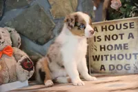 Patti's Red Merle Girl #2, a female Australian Shepherd for sale in Westfield, MA – 7 of 8