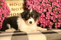 Luna's Black Tri Girl #2, a female Australian Shepherd for sale in Westfield, MA – 3 of 7