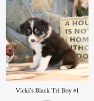 Vicki's black tri boy #1 , a male Australian Shepherd for sale in Westfield, MA – 3 of 3