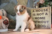 Patti's Red Merle Girl #4, a female Australian Shepherd for sale in Westfield, MA – 9 of 10