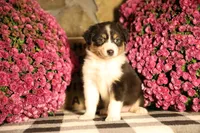 Luna's black tri girl #1, a female Australian Shepherd for sale in Westfield, MA – 4 of 7