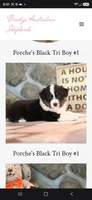 Porche's black tri boy #1, a male Australian Shepherd for sale in Westfield, MA – 2 of 3