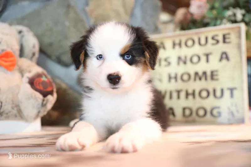 Patti's Black Tri Boy – Australian Shepherd puppy for sale in Westfield, MA