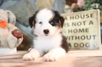 Patti's Black Tri Boy, a male Australian Shepherd for sale in Westfield, MA – 1 of 10