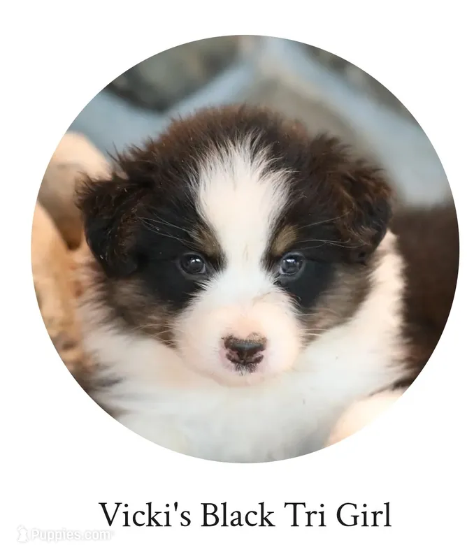 Vicki's black tri girl  – Australian Shepherd puppy for sale in Westfield, MA