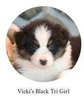 Vicki's black tri girl , a female Australian Shepherd for sale in Westfield, MA – 1 of 3