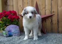 Vegas's Blue Merle Boy, a male Australian Shepherd for sale in Westfield, MA – 8 of 10