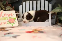 Lily-Rose's Red Tri Girl #2, a female Australian Shepherd for sale in Westfield, MA – Photo 3 of 8