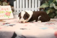 Lily-Rose's Red Tri Girl #2, a female Australian Shepherd for sale in Westfield, MA – Photo 6 of 8