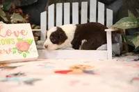 Lily-Rose's Red Tri Girl #2, a female Australian Shepherd for sale in Westfield, MA – Photo 8 of 8