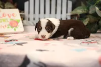 Lily-Rose's Red Tri Girl #2, a female Australian Shepherd for sale in Westfield, MA – Photo 4 of 8