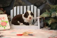 Lily-Rose's Red Tri Girl #2, a female Australian Shepherd for sale in Westfield, MA – Photo 2 of 8