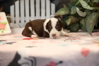 Lily-Rose's Red Tri Girl #2, a female Australian Shepherd for sale in Westfield, MA – Photo 5 of 8