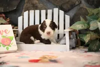 Lily-Rose's Red Tri Girl #2, a female Australian Shepherd for sale in Westfield, MA – Photo 7 of 8