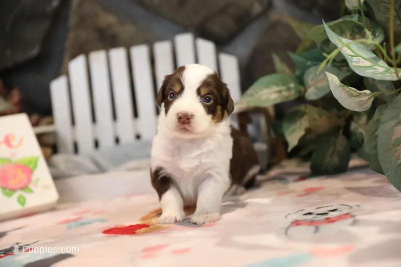 Lily-Rose's Red Tri Girl #2 – Australian Shepherd puppy for sale in Westfield, MA