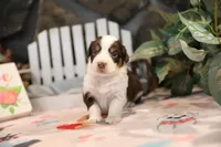 Lily-Rose's Red Tri Girl #2, a female Australian Shepherd for sale in Westfield, MA – Photo 1 of 8