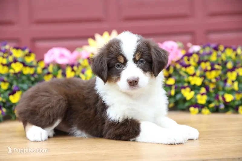 Lily-Rose's Red Tri Girl #2 – Australian Shepherd puppy for sale in Westfield, MA