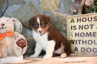 Patti's Red Tri Boy, a male Australian Shepherd for sale in Westfield, MA – 2 of 7
