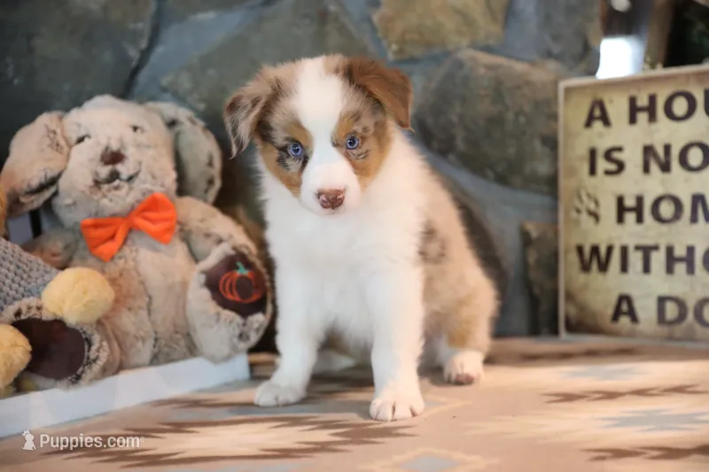 Patti's Red Merle Girl #2 – Australian Shepherd puppy for sale in Westfield, MA