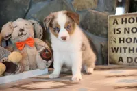 Patti's Red Merle Girl #2, a female Australian Shepherd for sale in Westfield, MA – 1 of 8