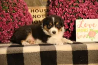 Luna's Black Tri Boy #2, a male Australian Shepherd for sale in Westfield, MA – 9 of 10