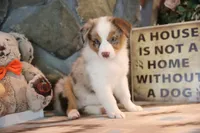 Patti's Red Merle Girl #2, a female Australian Shepherd for sale in Westfield, MA – 8 of 8