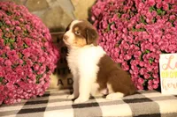 Luna's Red Tri Girl #2, a female Australian Shepherd for sale in Westfield, MA – 8 of 9