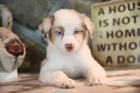 Patti's Red Merle Girl #3, a female Australian Shepherd for sale in Westfield, MA – 5 of 8