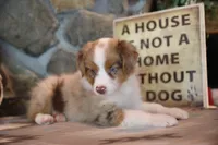 Patti's Red Merle Girl #1, a female Australian Shepherd for sale in Westfield, MA – 7 of 7