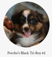 Porche's black tri boy #2, a male Australian Shepherd for sale in Westfield, MA – 1 of 3