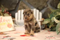 Char-Lynne's Blue Merle Boy #2, a male Miniature Australian Shepherd for sale in Westfield, MA – Photo 6 of 7