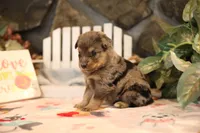 Char-Lynne's Blue Merle Boy #2, a male Miniature Australian Shepherd for sale in Westfield, MA – Photo 5 of 7